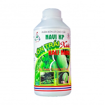 LỚN TRÁI XOÀI